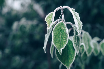 Poster - Beautiful frosty leaves on blurred nature background for design.