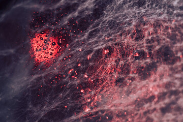 Poster - Beautiful abstract  red texture web. Background pattern for design. Macro photography view.