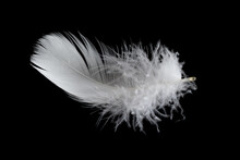 White Feather Of A Goose On A Black Background