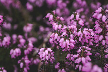 Purple And Pink Blooming Common Heather. Wallpaper. Banner.