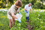 Fototapeta Mapy - Couple of mature gardeners working at land in garden