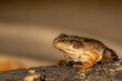 Just matured from tadpole to a baby frog sitting on a wooden log, rana temporaria