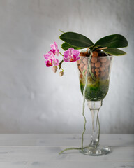 Wall Mural - A small blooming purple orchid of genus phalaenopsis, variety Sogo Vivien, in glass vase on wooden table against light wall.