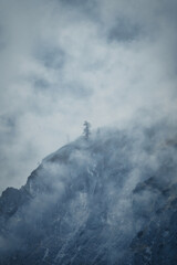  One last tree - dramatic fog over forest and dark blue mood in the mountains - Königssee Alps
