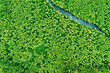 green forest greenery vegetaion and river, flat view aerial. Green forest And River Landscape In Top View Beautiful Nature Summer Season.