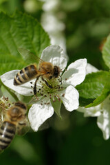 Blackberry, Rubus fruticosus L., Brombeere, Rubus fruticosus L., Brombeerstrauch, Thueringen, Deutschland, Europa
Ein Brombeerstrauch (Rubus fruticosus L)., Inflorescence, Bramble brush