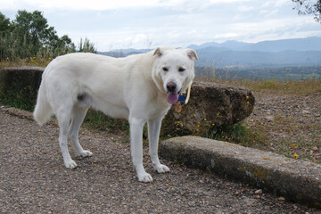 Poster - Cane bianco