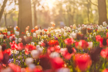 Beautiful Bouquet Of Red Pink And White Tulips In Spring Nature For Postcard Design And Web Banner. Romantic And Love Nature With Soft Focus Blurred Landscape. Amazing Nature, Sunlight Flora Meadow