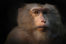 Portrait Of Monkey. Monkey Face Close Up. Copy Space Of Text