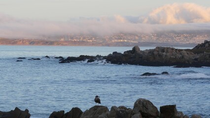 Wall Mural - Rocky craggy ocean beach, calm sea waves by shore, Monterey bay, 17-mile drive seascape, California coast nature, USA. Beachfront waterfront Pacific Grove, waterside promenade at sunset. Seagull bird.