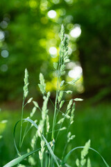 Wall Mural - Green spikelets of grass in a clearing with beautiful bokeh