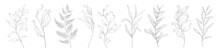 Set Of Botanic Outline Floral Branch, Leaves. Hand Drawn Abstract Pencil Sketch Plant Isolated On White Background Line Art Illustration