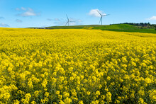 Canola Fields. Blooming Canola Fields Under A Blue Sky With Clouds. Beautiful Yellow Flowers.