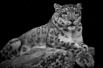 Wall Mural - close-up of a snow leopard (panthera uncia) lying on a rock and isolated on a dark black background