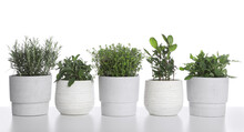 Pots With Thyme, Bay, Sage, Mint And Rosemary On White Background