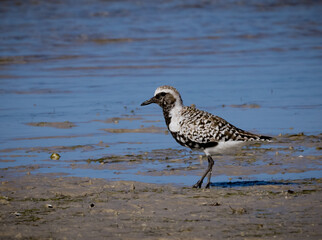 Wall Mural - A male black-bellied plover walks along the shore facing left