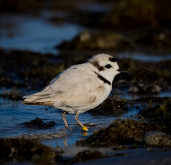 Wall Mural - Tiny, snowy white plover searches for food in the surf at Ft. DeSoto.