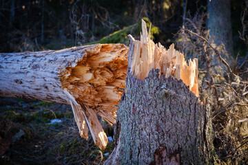 Poster - Broken tree trunk and fallen tree