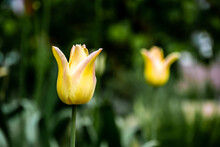 Yellow Tulips On A Background Of Greenery