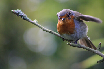 robin on a branch