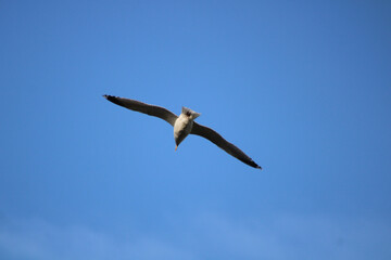 Wall Mural - seagull in flight