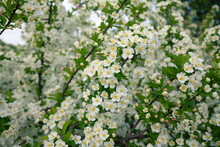 Bright White Spring Thorn Flowers Blooming In The City Park