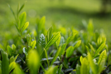 green tea garden close up