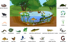 Ecosystem Of Pond With Different Animals (birds, Insects, Reptiles, Fishes, Amphibians) In Their Natural Habitat. Schema Of Pond Ecosystem Structure For Biology Lessons