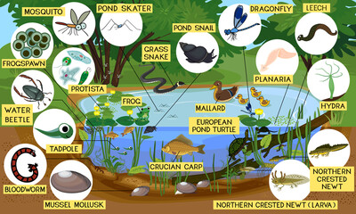 Sticker - Ecosystem of pond with different animals (birds, insects, reptiles, fishes, amphibians) in their natural habitat. Schema of pond ecosystem structure for biology lessons