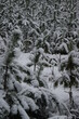 winter forest pattern