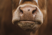 Close Up Of A Cow