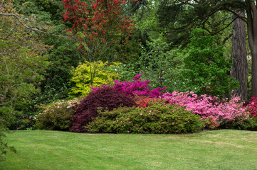 Wall Mural - Beautiful Garden with blooming trees and bushes during spring time, Wales, UK