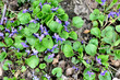 violets bloom in the garden, close-up as a texture for background