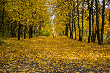  Autumn leaf fall in Vinnovskaya grove. Ulyanovsk, Russia