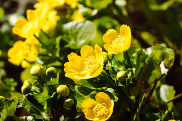 marsh marigold Caltha palustris wild flower in pond in Latvia.