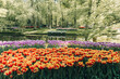 Spring Tulips in Netherlands Park colorful flowers.