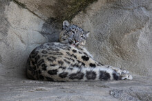 Snow Leopard Licks Its Fur In A Rock Shelter