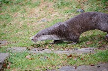 Wild Otter Walking On Grass