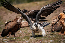 Bearded Vulture Scaring Other Birds