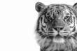black and white portrait of a tiger on a white background