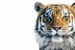 color portrait of a tiger on a white background