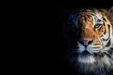 Color Portrait Of A Tiger On A Black Background