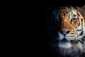color portrait of a tiger on a black background