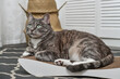 Cute tabby cat lying on the  cardboard scratching post