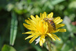 Une abeille butine dans une fleur de pissenlit pour recueillir le pollen qui servira à faire le miel.