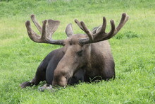 Moose Laying Down In Grass In Alaska
