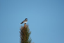 Eastern Kingbird Perched On Tree