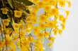 Bright yellow lindleyi orchid dendrobium (honey bee) blooming in the garden.