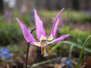 beautiful flower in spring