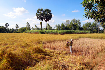 Poster - Agriculture. Cambodia.